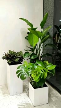 慈溪花木租赁公司七大优势，一目了然